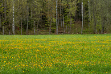 Field of fresh blooming dandelions in spring in May in Sigulda in latvia