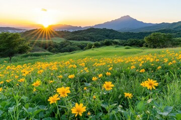 Sunrise over a field of wildflowers