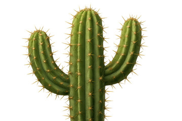 Cactus in bright sunlight, tall green plant with multiple arms, captures desert vibe and resilience, ideal for nature themes. Isolated on white background or PNG