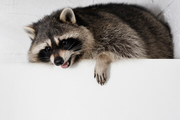 Portrait happy raccoon on gray background. Free space for text. Wide angle horizontal wallpaper or...