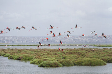 Flock of Flamingos