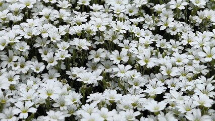 Close-up View of Small White Flowers. Meadow with small white flowers seen from above. A soft carpet of white flowers in a spring garden. Natural background of white flowers.