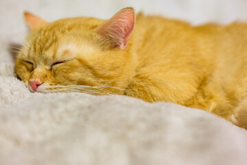  ふわふわの毛布で気持ちよさそうに眠る猫　茶トラ短足マンチカン