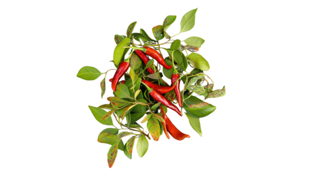 Fresh Red Chili Peppers with Green Leaves on Transparent Background