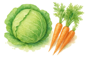 Fresh vegetables on white background, bright green cabbage with vibrant orange carrots, healthy eating theme, copy-space included. Isolated on white background or PNG