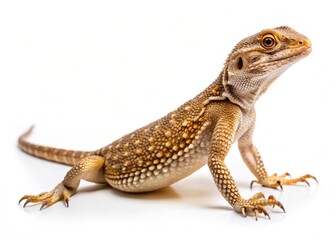 Obraz premium lizard on white background