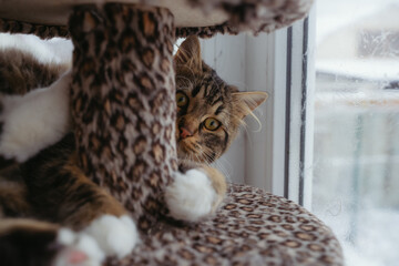 The mongrel cat is sitting on the windowsill. Close-up of a cat. The cat plays with the camera, looks directly into the lens.