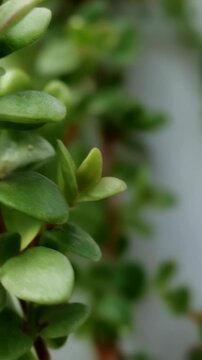 Close-up view featuring fresh, vibrant green leaves with small red spots arranged on a blurred, light plant stem.