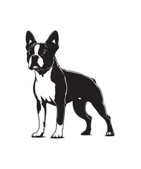 Silhouette Boston Terrier  Black Vector white background illustration Style 