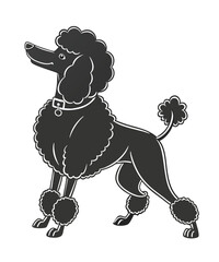 Silhouette Poodle Dog Black Vector white background illustration Style 