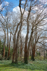 A serene forest scene featuring tall trees under a blue, cloudy sky.