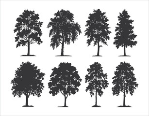 Fototapeta premium Hand Drawn Birch Tree Silhouette Clipart