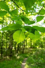 Low Hanging Branch Of Leaves Catches The Morning Sun And Glows Bright Green