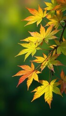Vibrant, newly unfurled maple leaves, spring green , texture, emerald green, leaves