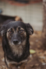 A sad dog of dark color with light areas of coat. A mongrel small dog looks directly into the camera. Animal shelter. Vertical photography.