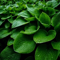 Fototapeta premium a carpet of green hosta leaves in a shaded garden each leaf glossy with morning dew