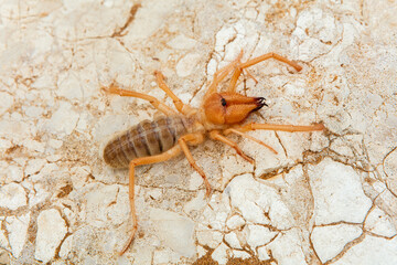 Close up of a Camel spider on rock, Namibia