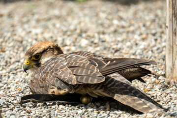 Fototapeta premium the falcon lies in the stones in the sun