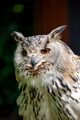great horned owl