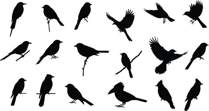 Black Bird Silhouettes: Diverse Songbirds & Small Birds Perched on Branches & Flying. Avian Wildlife Vector Icon Set. AI Generative
