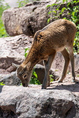 young nigiri tahr on rocks