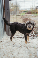 Animal shelter. A mongrel dog in an aviary. A dog in an enclosure in a shelter for homeless...