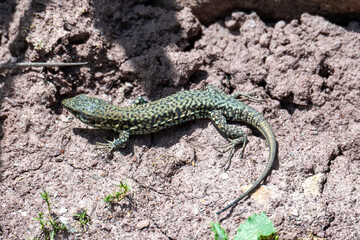 lizard on the rock