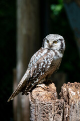 hawk owl sitting on a stumpgreat horned owl