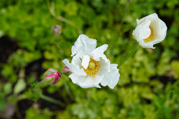 Fully opened, white ranunculus flower growing in an outdoor flower garden.