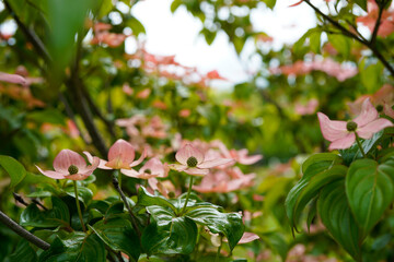 Cool perspective of a pink, flowering dogwood tree. Closeup of the leaves and branches.