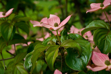 Closeup of a dark pink flower blooming on a dogwood tree.