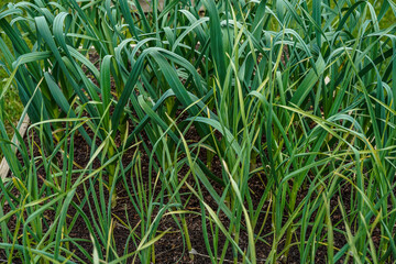 Area of garlic growing outdoors. Organic, natural food.
