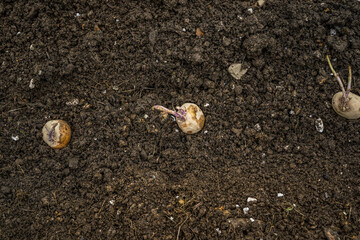 Seed potatoes being planted in the ground.