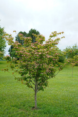 Pink dogwood tree in full bloom. Pink flowers.