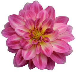 Pink and yellow dahlia flower head. Closeup, detailed of the petals and center.