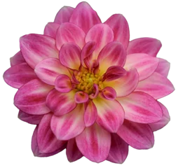 Fotobehang Dahlia Pink and yellow dahlia flower head. Closeup, detailed of the petals and center.  © Kathy