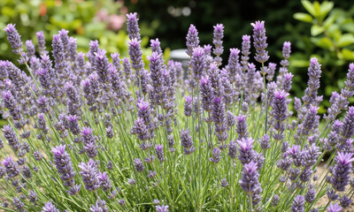 Obraz premium Lavender (Lavandula angustifolia) Known for its aromatic scent and vibrant purple flowers, lavender is often used in German gardens, particularly