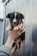 A puppy in a woman's hands. A little dog looks at the camera. Puppy in hands.