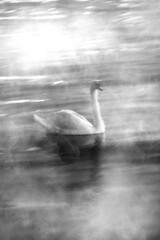 A swan in the fog