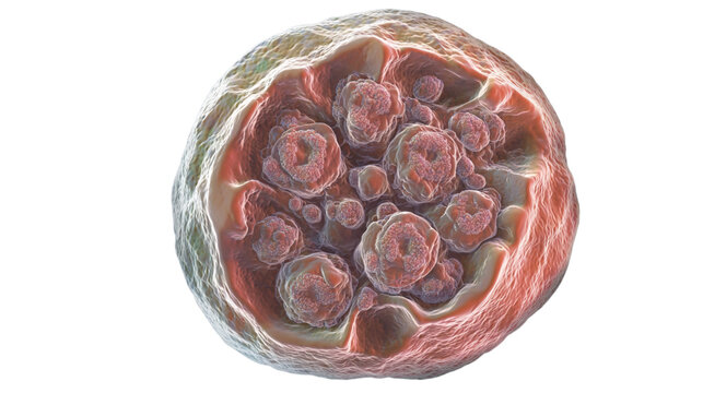 Chlamydia trachomatis bacteria releasing elementary bodies with transparent background