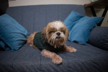 shih tzu dog on the couch in a sweater