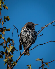 Common Starling (Sturnus vulgaris) perched gracefully, its glossy feathers shimmering with hues of green and purple in the light. Known for their mimicry, sociable nature, and spectacular murmuration