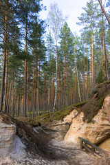 Narrow Sandy Path Leading Through a Moss-Covered Forest Ravine Surrounded by Tall Pine Trees in a Peaceful Natural Woodland
