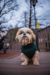 shih tzu dog walks in a sweater