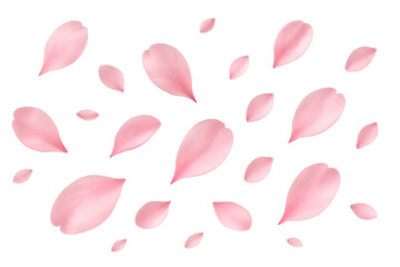 Pink flower petals scattered on a white background, delicate and soft, perfect for spring themes or romantic designs. Isolated on white background or PNG