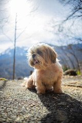 shih tzu dog walks along a mountain road 
