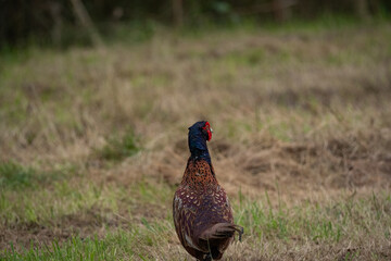 Male Common Pheasant (Phasianus colchicus) standing alert in an open field, showcasing its iridescent green neck, red facial wattles, and intricately patterned plumage. A striking bird often seen in