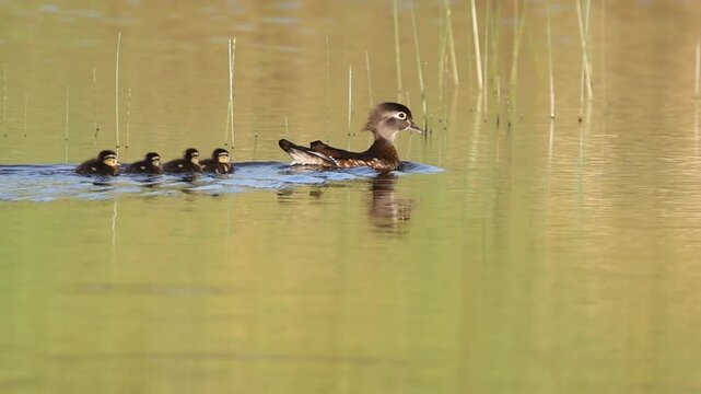Wood duck hen (Aix sponsa) swims with ducklings in a calm pond in Redding, California, surrounded by green springtime vegetation and soft morning light.  Slow motion video.