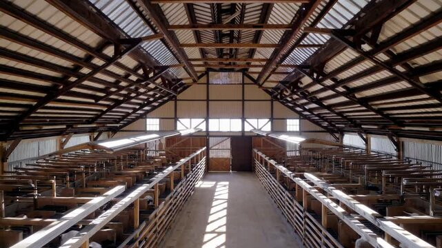 Sunlit interior of a wooden livestock barn with symmetrical stalls and metal railings under a high gabled roof

