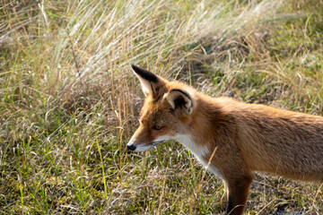 A red fox (Vulpes vulpes) stands gracefully in a forest clearing, its fiery orange fur glowing in the soft sunlight. With keen eyes and an alert stance, it embodies both cunning and beauty in the